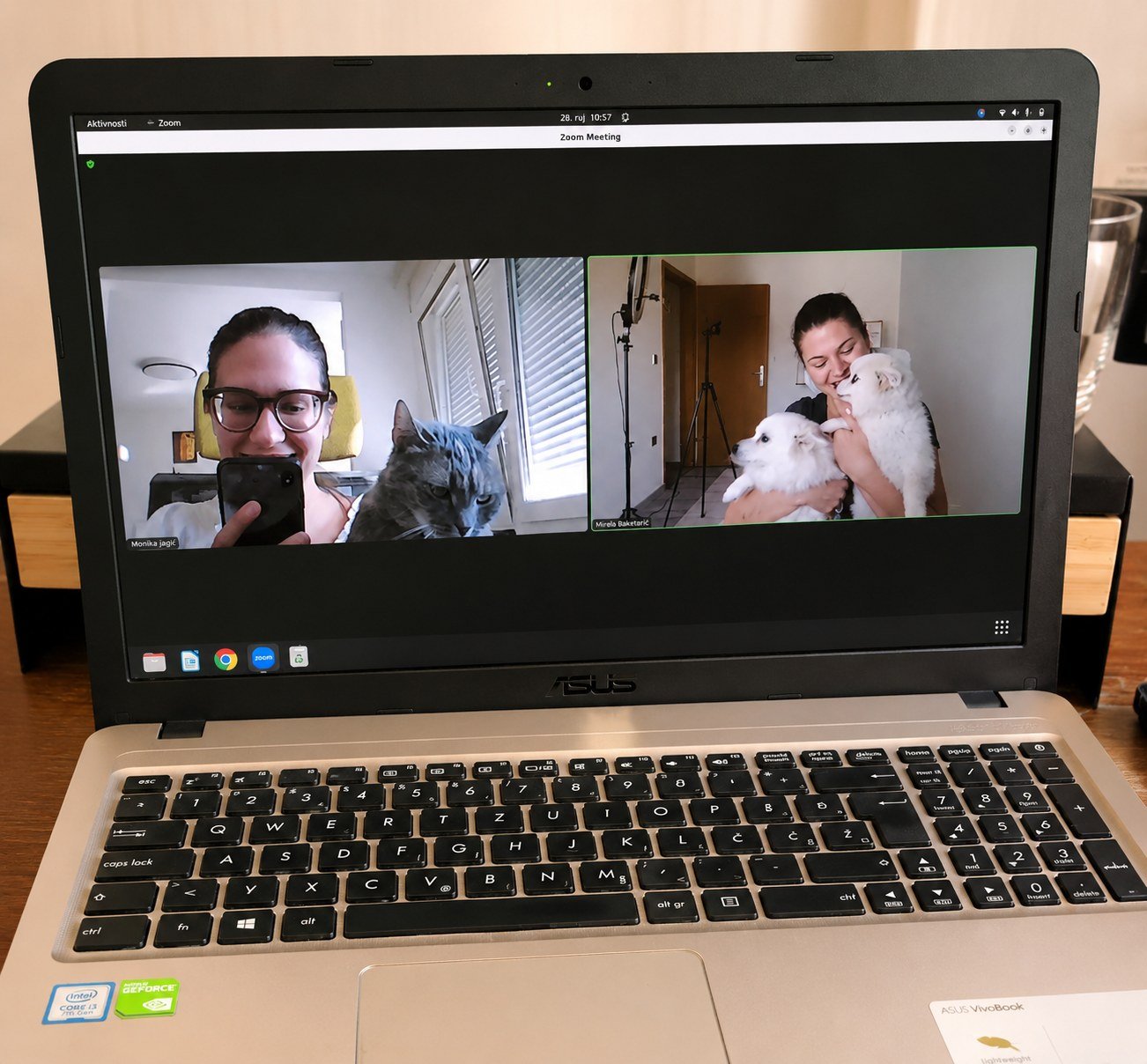 Mačka Ursula uz laptop tijekom Zoom sastanka
